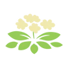 Rosenwurz